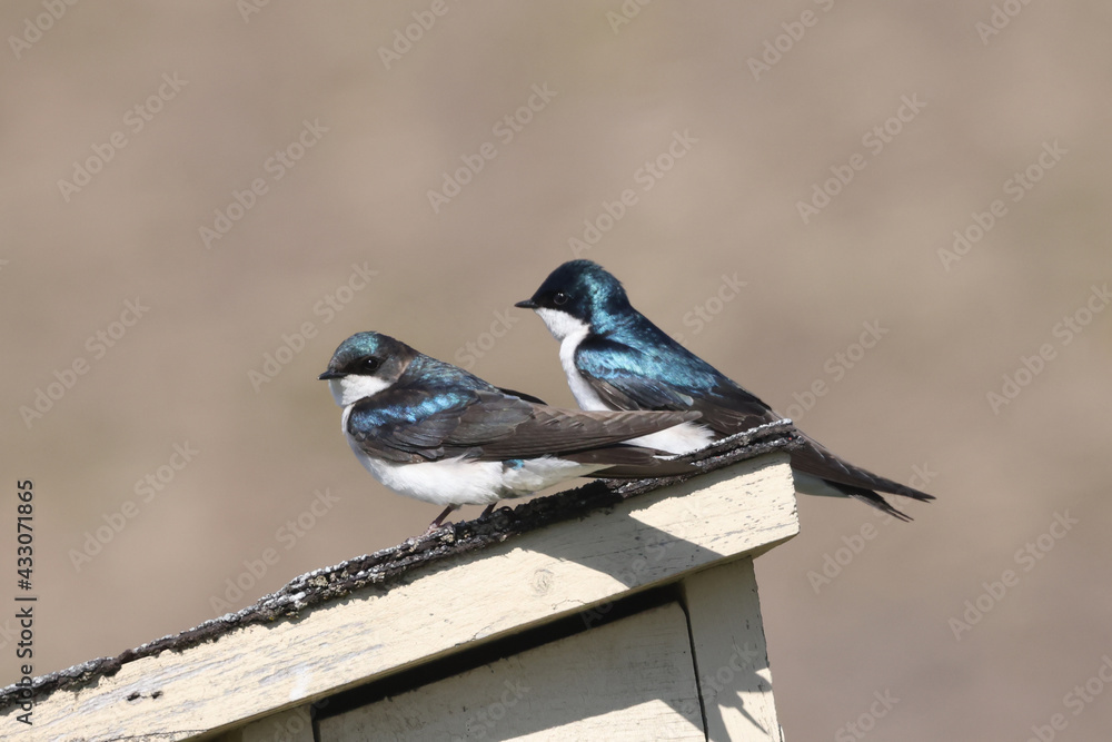 Obraz premium Bran swallow pair on birdhouse roof in spring sun showing iridescent plumage