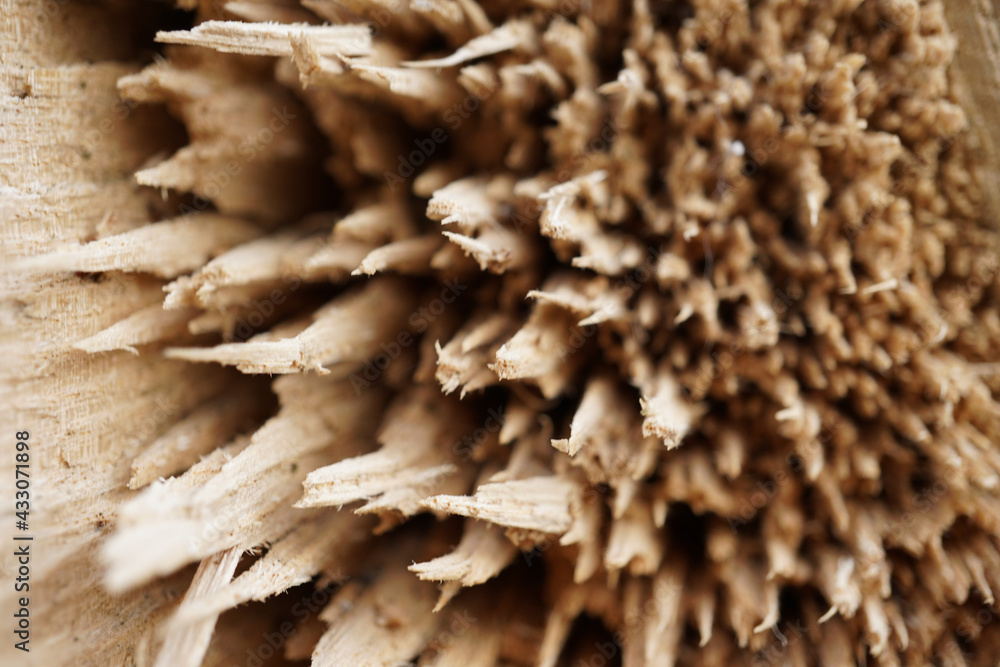 Abgeschnittenes Holz mit wilder Struktur