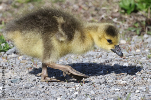 Canada geese and goslings in spring. Group brooding involves many clutches of chicks co raised by multiple parents, safety in numbers. Spring day