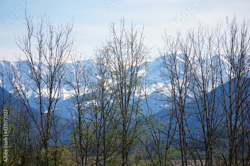 Ammergauer Alpen hinter B  umen