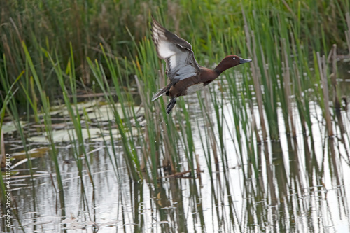 Ferruginous Duck in flying the Weerribben the Netherlands.