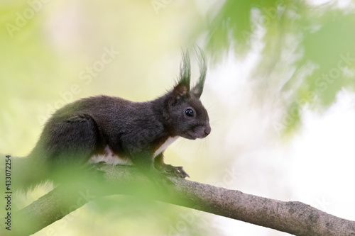 A squirrel sits between green leaves on a branch