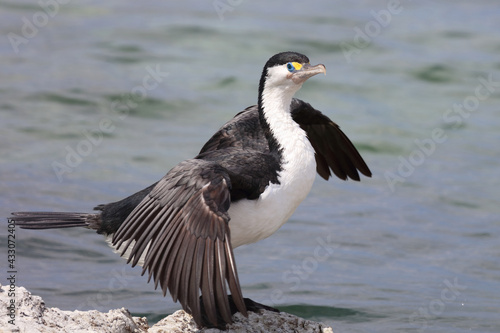 Elsterscharbe / Australian pied cormorant / Phalacrocorax varius © Ludwig