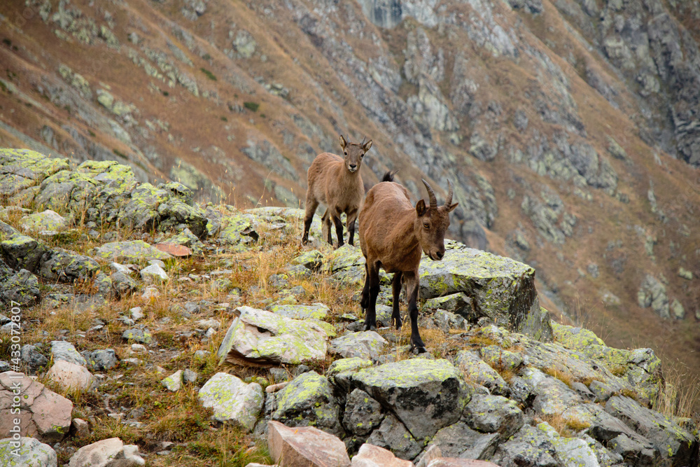 The West Caucasian tur (Capra caucasica). Caucasian mountain goats in their natural habitat. High mountains The West Caucasian tur (Capra caucasica). Caucasian mountain goats in their natural habitat. High mountains