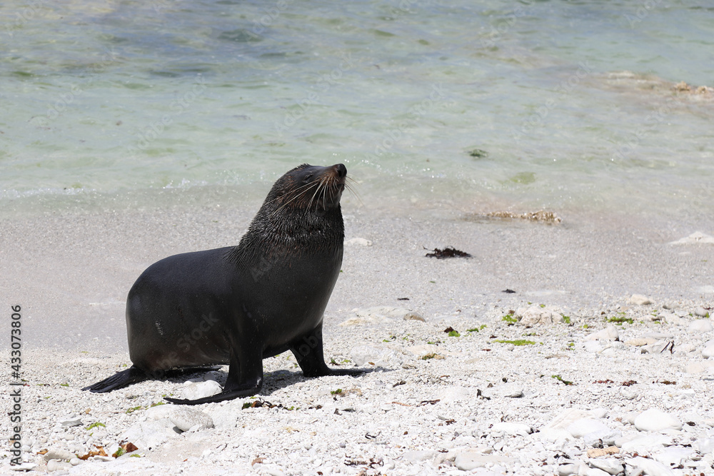 Obraz premium Neuseeländischer Seebär / New Zealand fur seal / Arctocephalus forsteri