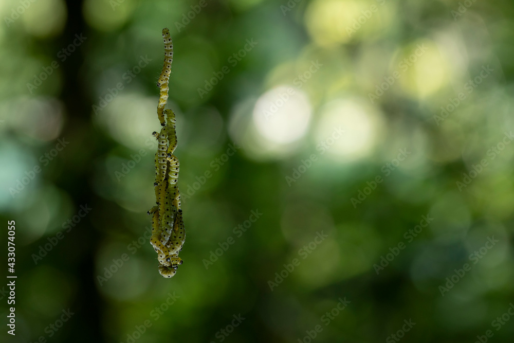 Pieris brassicae larvae
