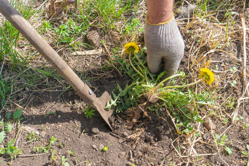 Gloved hand pulls out a dandelion weed, digging it up with small shovel. Yellow dandelion flowers, green leaves, and along, powerful root. Gardening with your own hands
