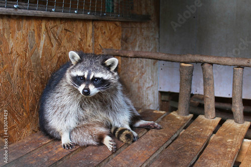 Cute raccoon in an animal shelter