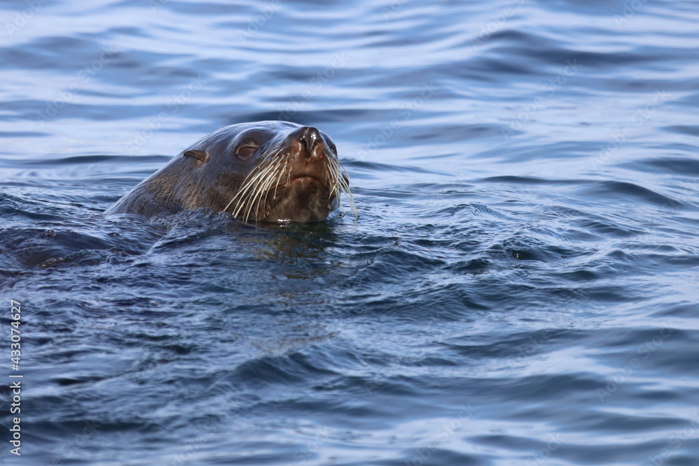 Neuseeländischer Seebär / New Zealand fur seal / Arctocephalus forsteri Neuseeländischer Seebär / New Zealand fur seal / Arctocephalus forsteri