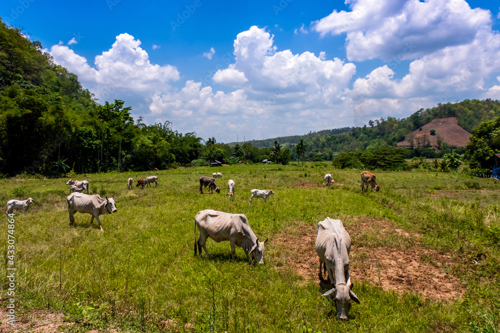 Fototapeta premium Raising cattle, villagers let them eat the pasture. Natural