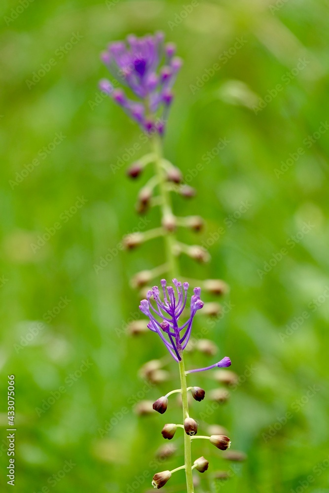Detail of blue flowers of Tassel grape hyacinth (Muscari comosum) photographed among other wild flowers in the field Detail of blue flowers of Tassel grape hyacinth (Muscari comosum) photographed among other wild flowers in the field