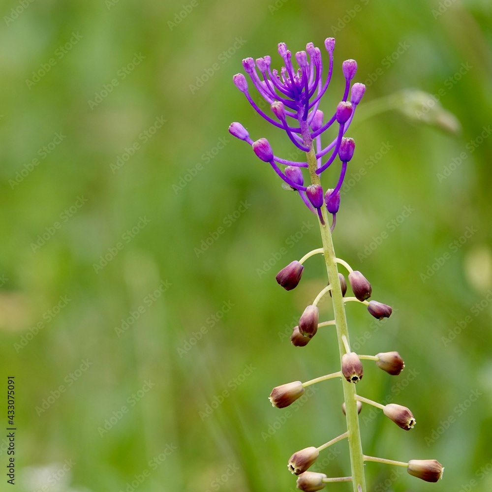 Detail of blue flowers of Tassel grape hyacinth (Muscari comosum) photographed among other wild flowers in the field Detail of blue flowers of Tassel grape hyacinth (Muscari comosum) photographed among other wild flowers in the field