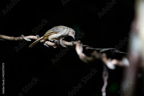 Streak - eared Bulbul