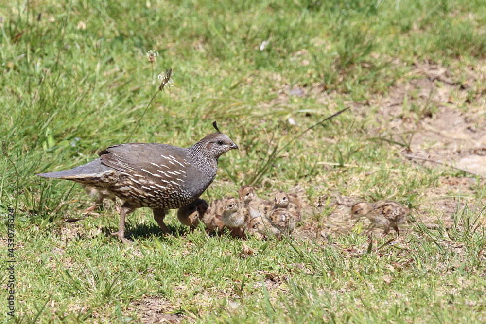 Schopfwachtel / California quail or California valley quail / Callipepla californica. Schopfwachtel / California quail or California valley quail / Callipepla californica.