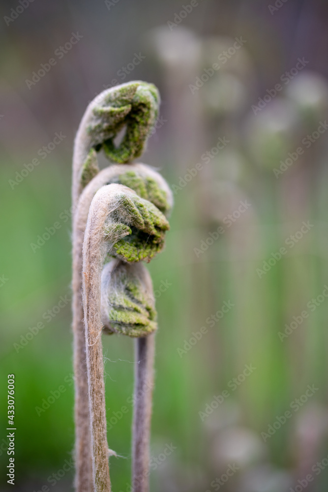 Fern frond fiddleheads in early spring along the Patuxent River in southern Maryland Calvert county USA 