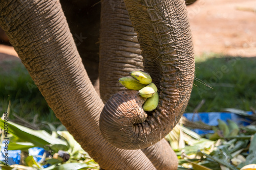 Photography Close up, the elephant trunk holding the fruit, the forage provided by the mahout