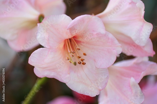 Light pink rhododendron flowers at full bloom in the Spring