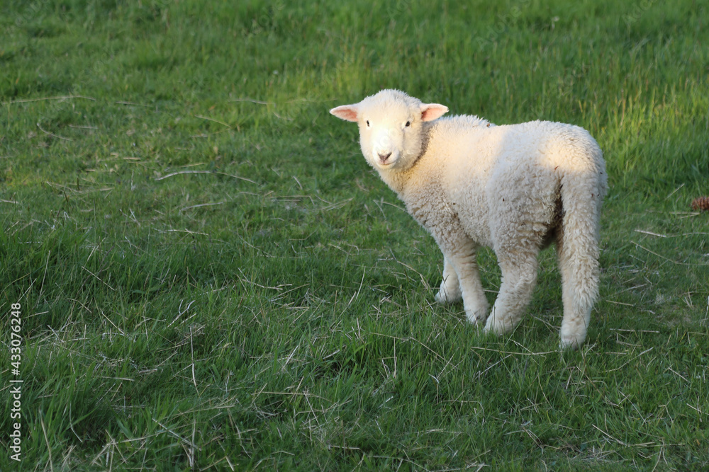 Obraz premium Romneyschaf / Romney sheep / Ovis.