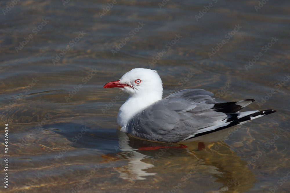 Rotschnabelmöwe / Red-billed gull / Larus scopulinus Rotschnabelmöwe / Red-billed gull / Larus scopulinus