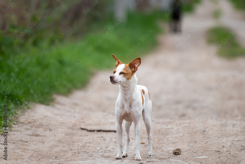 A small toy fox terrier white terrier dog with fawn and red spots stands in the middle of a road in the summer on the street with a pretty snout enjoying the weather against the green grass.