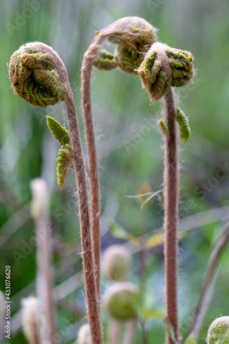 Fern frond fiddleheads in early spring along the Patuxent River in southern Maryland Calvert county USA  photo