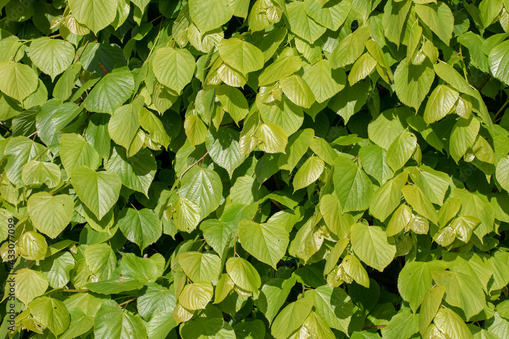 Fresh spring green leaves wallpaper