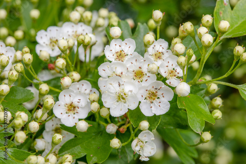 Obraz na płótnie Common Hawthorn w salonie