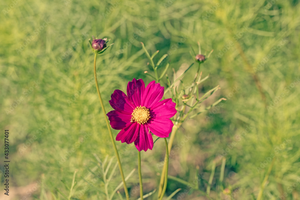 Dark pink flowers with green leaf background outdoors nature Dark pink flowers with green leaf background outdoors nature