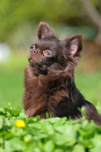 A long-haired chocolate chihuahua dog sits and waits for its owner on a park lawn.