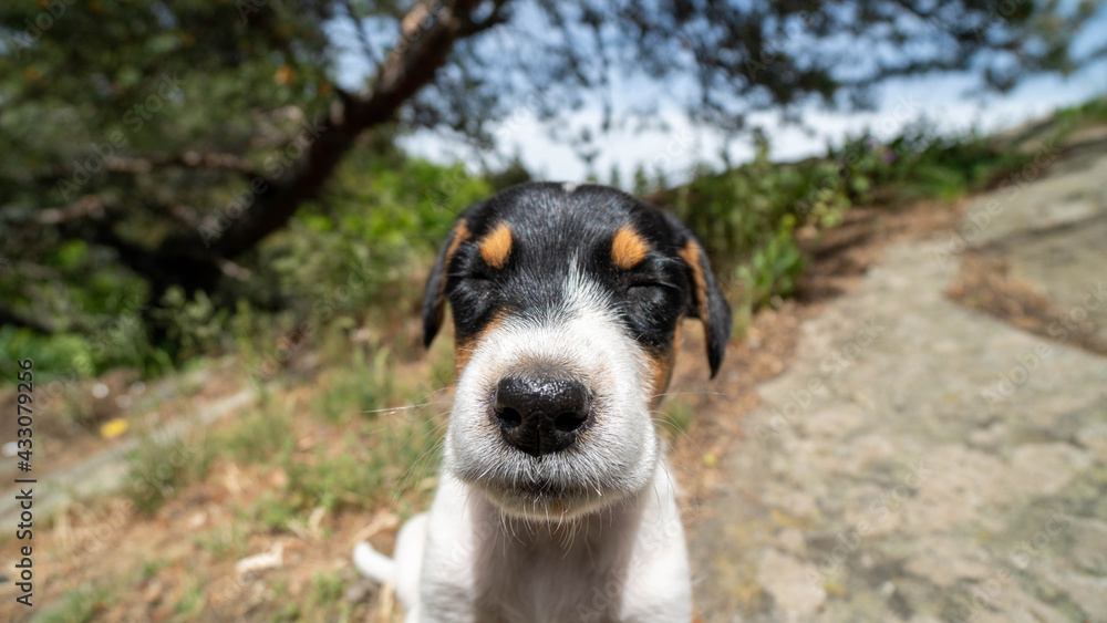 portrait of a little puppy dog portrait of a little puppy dog