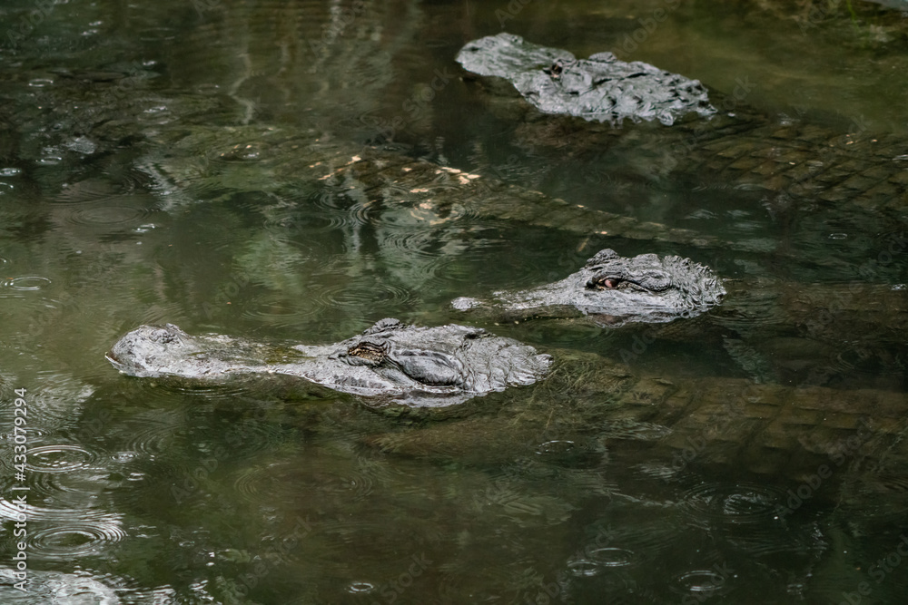 American Alligators feeding at gator park in St. Augustine Florida. American Alligators feeding at gator park in St. Augustine Florida.