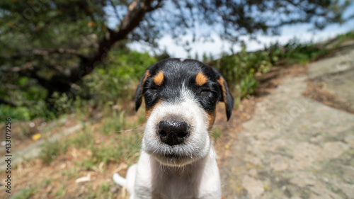 portrait of a little puppy dog