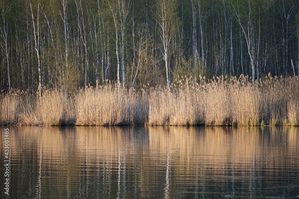 Reeds near the shore of the lake on a spring evening. Reflection of trees in the water. Horizontal shot. Reeds near the shore of the lake on a spring evening. Reflection of trees in the water. Horizontal shot.