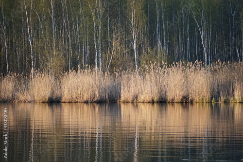 Reeds near the shore of the lake on a spring evening. Reflection of trees in the water. Horizontal shot.