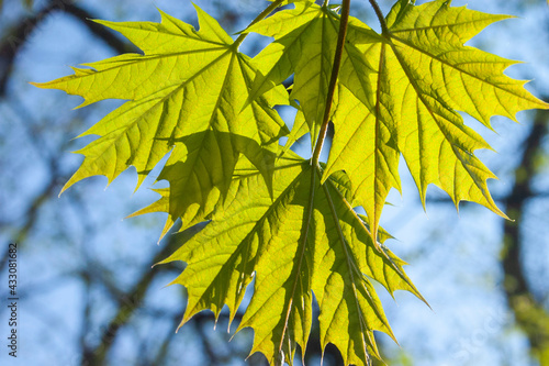 yellow maple leaves on blue sky background