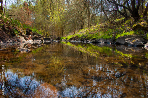 river in the forest