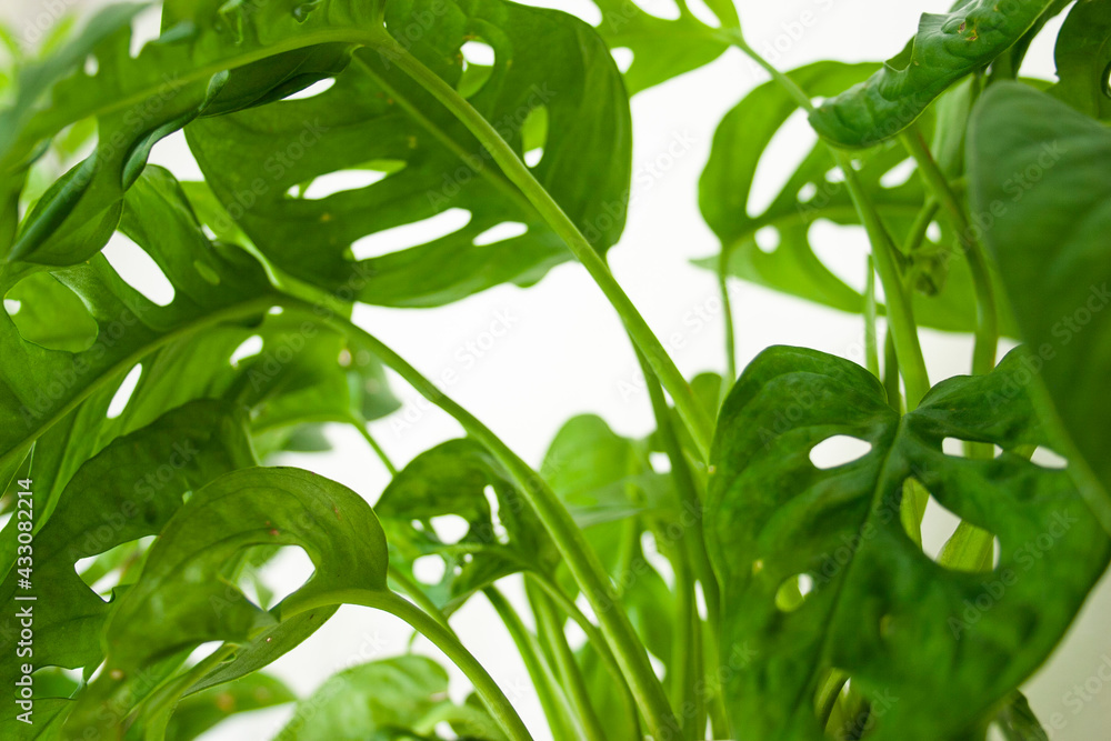 Obraz premium Monstera interior flower