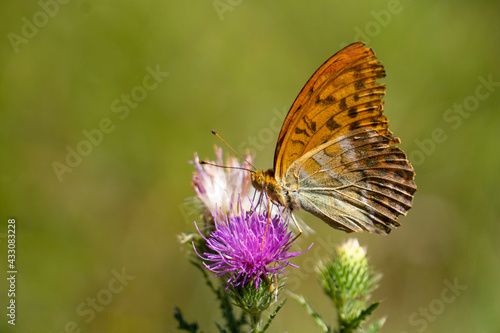 butterfly on flower on meadow