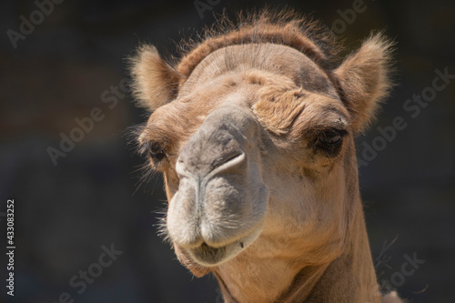 close up of camel face
