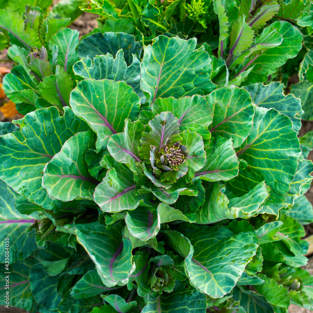 Close up of broccoli plant growing
Close up of broccoli plant growing