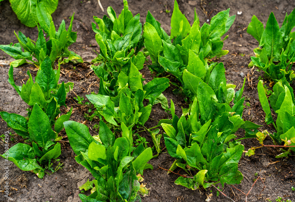 Close up of spinach growing (Spinacia oleracea)
Close up of spinach growing (Spinacia oleracea)