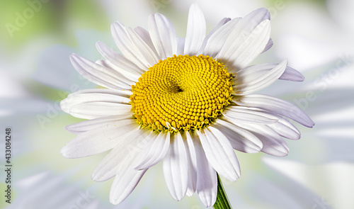 Beautiful camomile daisy flowers on blurred green background