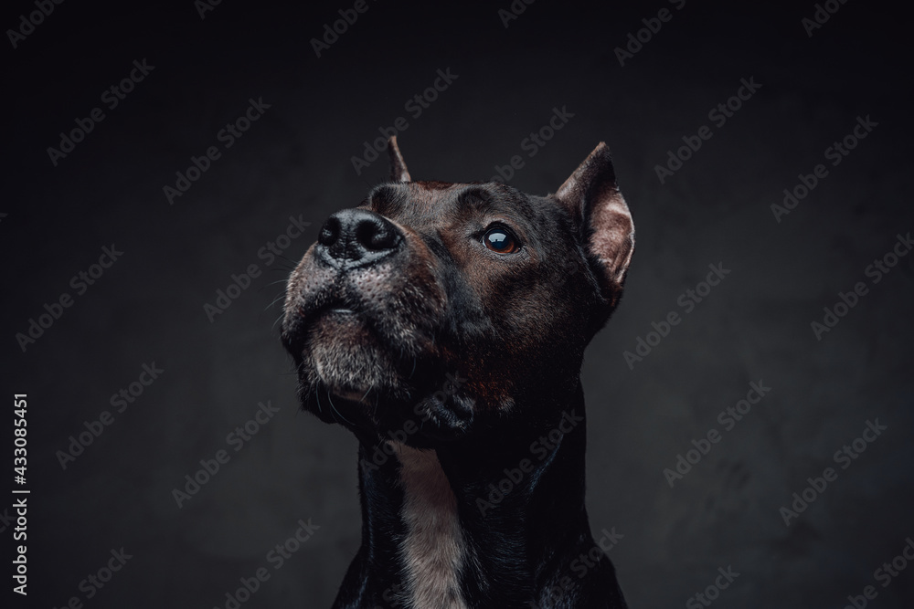 Portrait of bullterrier canine against dark background