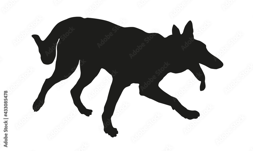 Running west siberian laika puppy. Black dog silhouette. Isolated on a white background.
