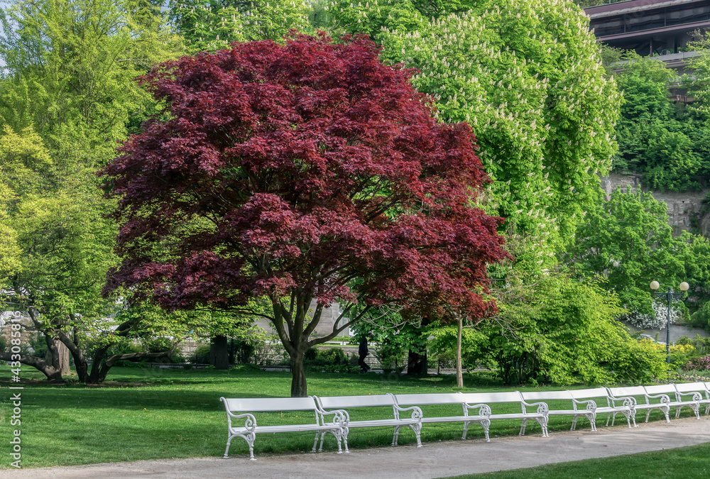 Trees in the park. The trees put on spring foliage, painted in soft green tones. One tall decorative maple is dyed burgundy. Spherical tree crowns in Dvořák park (Karlovy Vary, Czech Republic) Trees in the park. The trees put on spring foliage, painted in soft green tones. One tall decorative maple is dyed burgundy. Spherical tree crowns in Dvořák park (Karlovy Vary, Czech Republic)