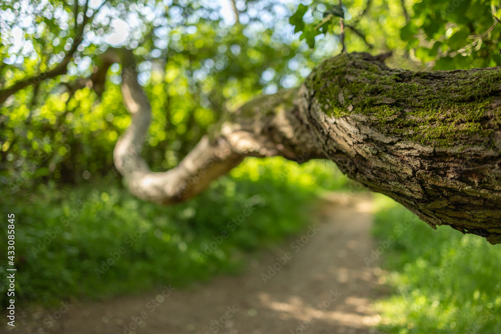 Vegetation with tree branch Vegetation with tree branch