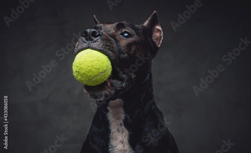 Print op canvas Headshot of purebred bullterrier with tennis ball
