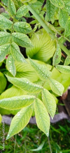 close up of a flower