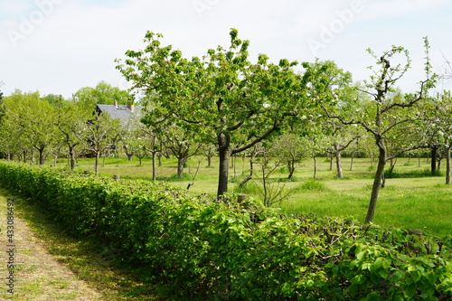 Gr  ne idyllische Fr  hlingslandschaft in Alexandrowka in Potsdam mit Obstgarten und Holzhaus bei Sonnenschein