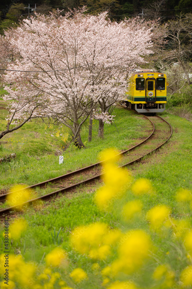Obraz premium いすみ鉄道の春